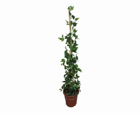 CP-1 Climbing Plant - Jade Pothos 120-150cm summer vegetable seed  