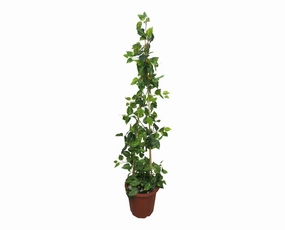 CP-2 Climbing Plant - Golden Pothos 120-150cm summer vegetable seed  