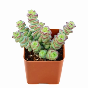 Crassula 'Baby Necklace' mini ornamental plant  