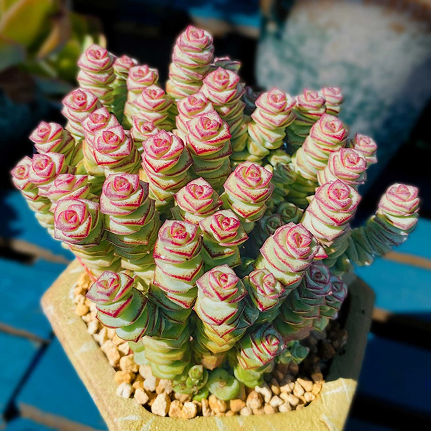 Crassula 'Baby's Necklace' (4 inch)