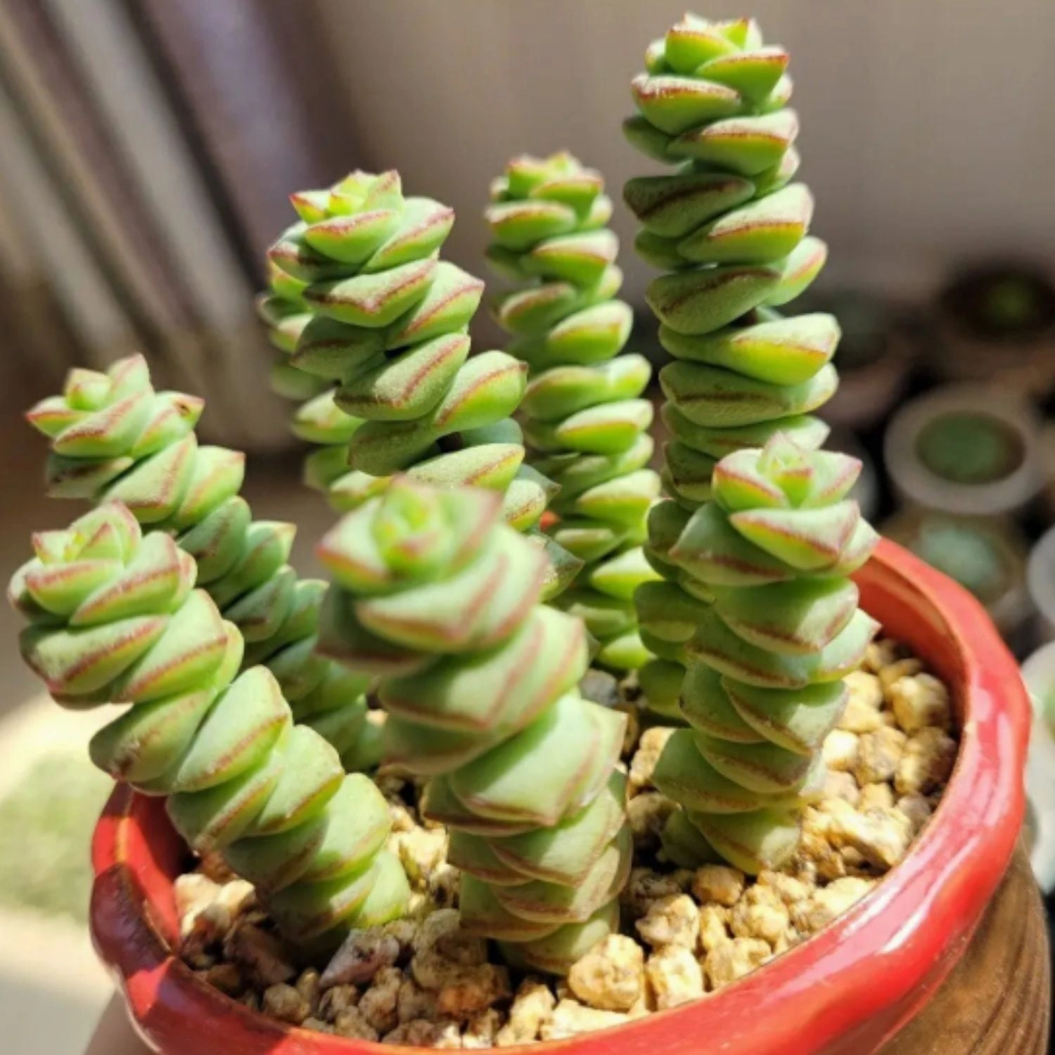Crassula 'Baby's Necklace' (4 inch)