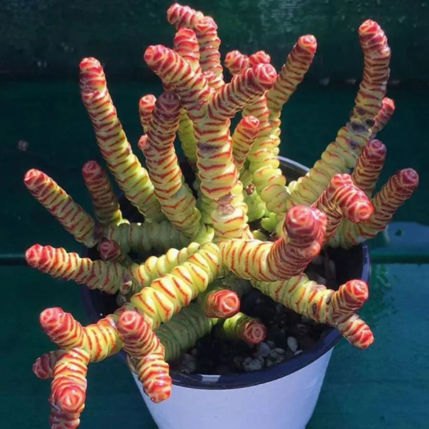 Crassula 'Baby's Necklace' (4 inch)