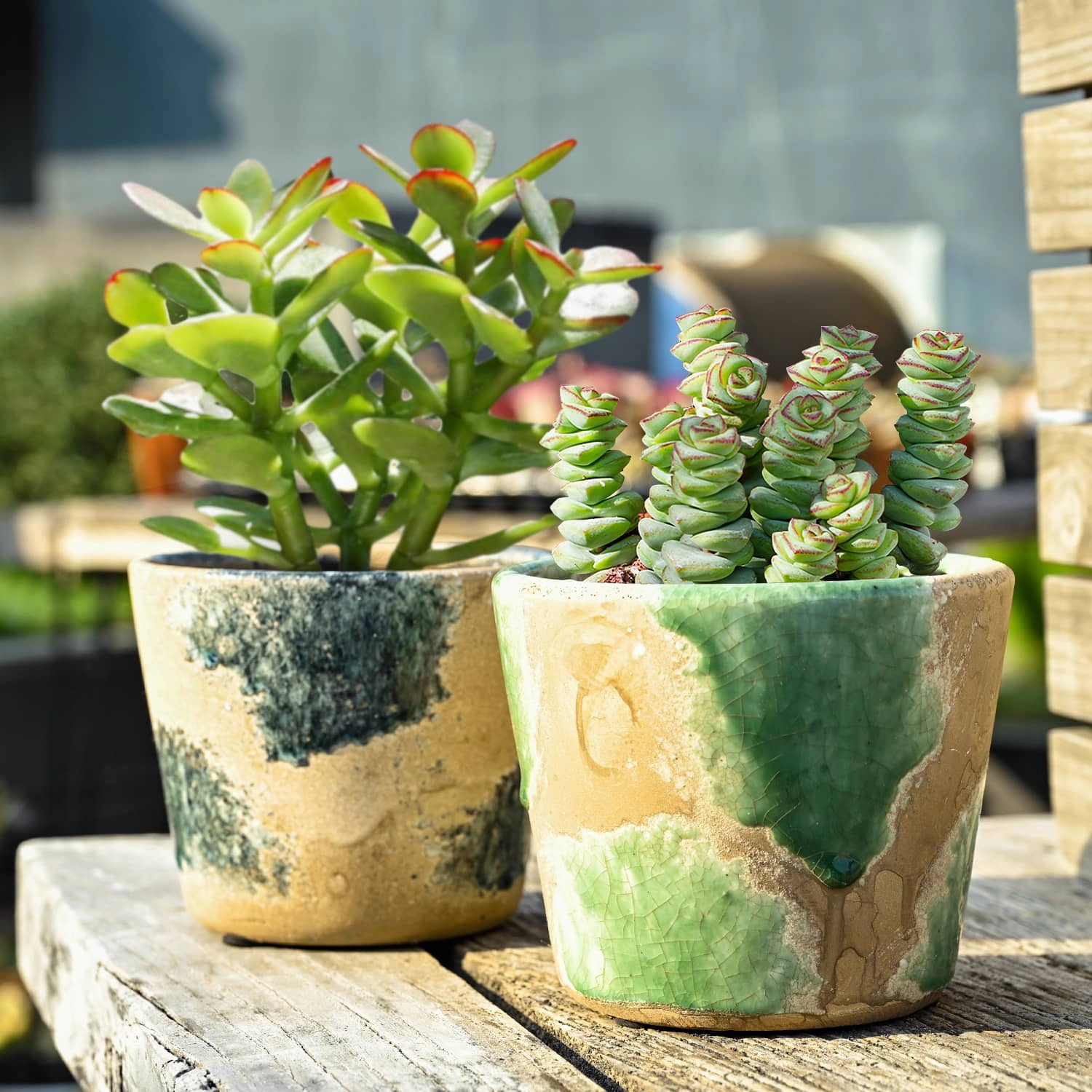 Crassula 'Baby's Necklace' (4 inch)