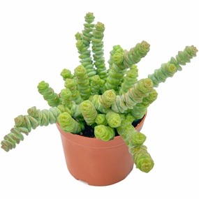 Crassula 'Baby's Necklace' (4 inch) mini ornamental plant  
