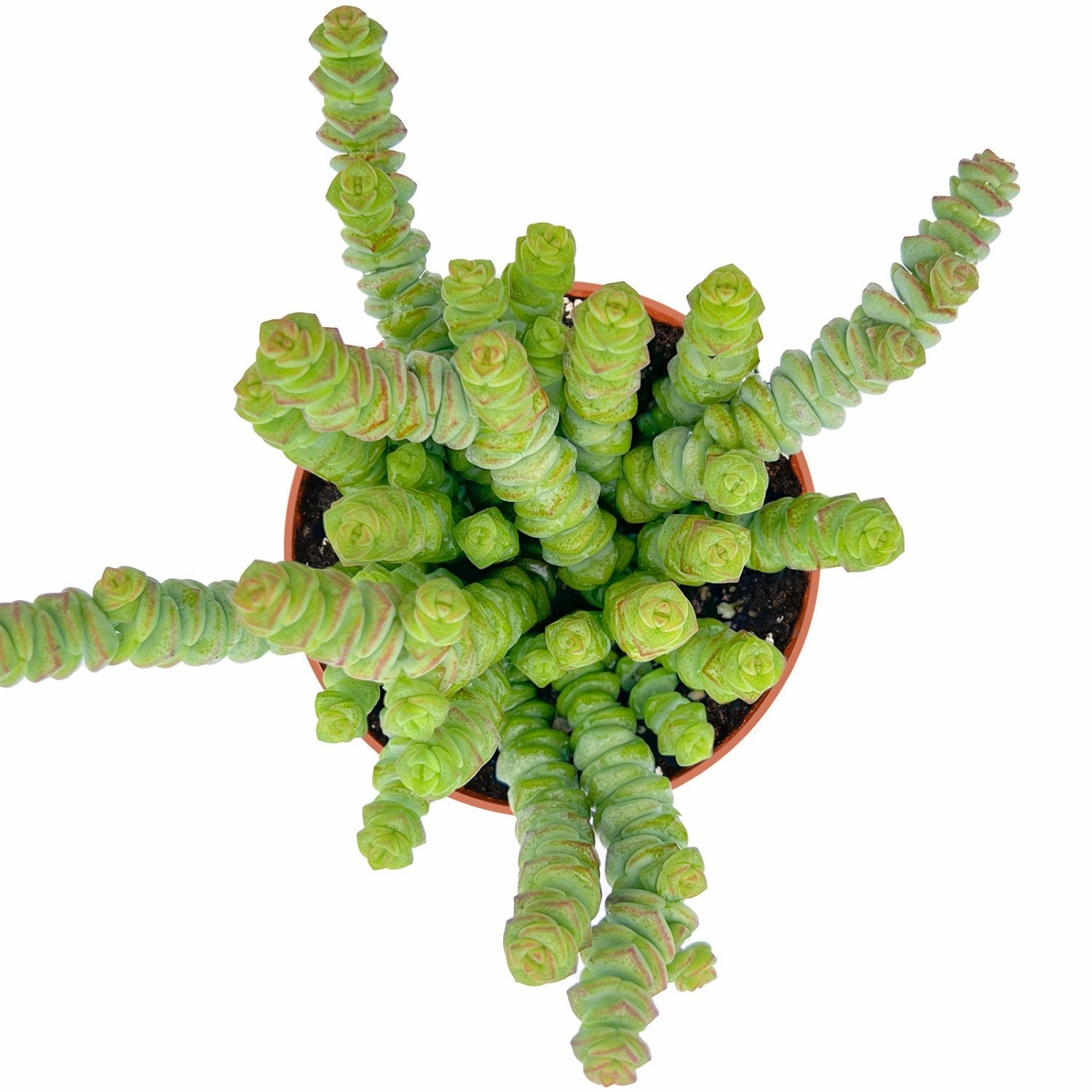 Crassula 'Baby's Necklace' (4 inch)