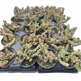 Crassula 'Baby's Necklace' Bulk 20 Tray - 4in Pot mini ornamental plant  