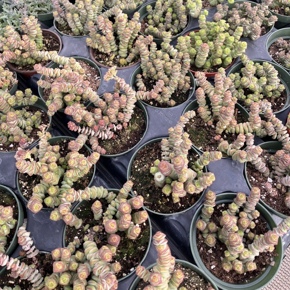 Crassula 'Baby's Necklace' Bulk 20 Tray - 4in Pot