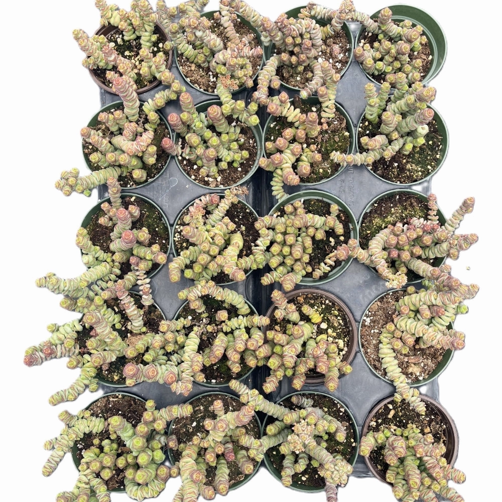 Crassula 'Baby's Necklace' Bulk 20 Tray - 4in Pot