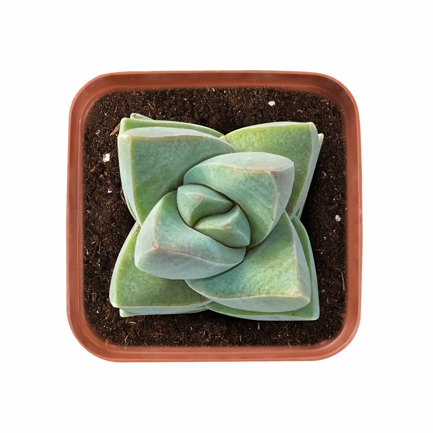 Crassula 'Moonglow'