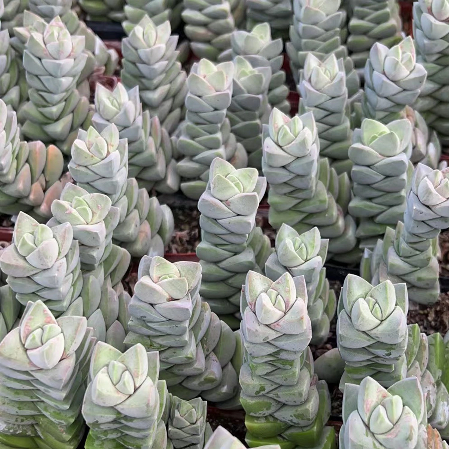 Crassula 'Moonglow'