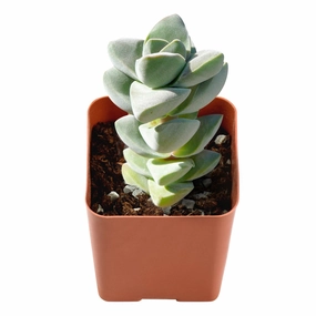 Crassula 'Moonglow' mini ornamental plant  