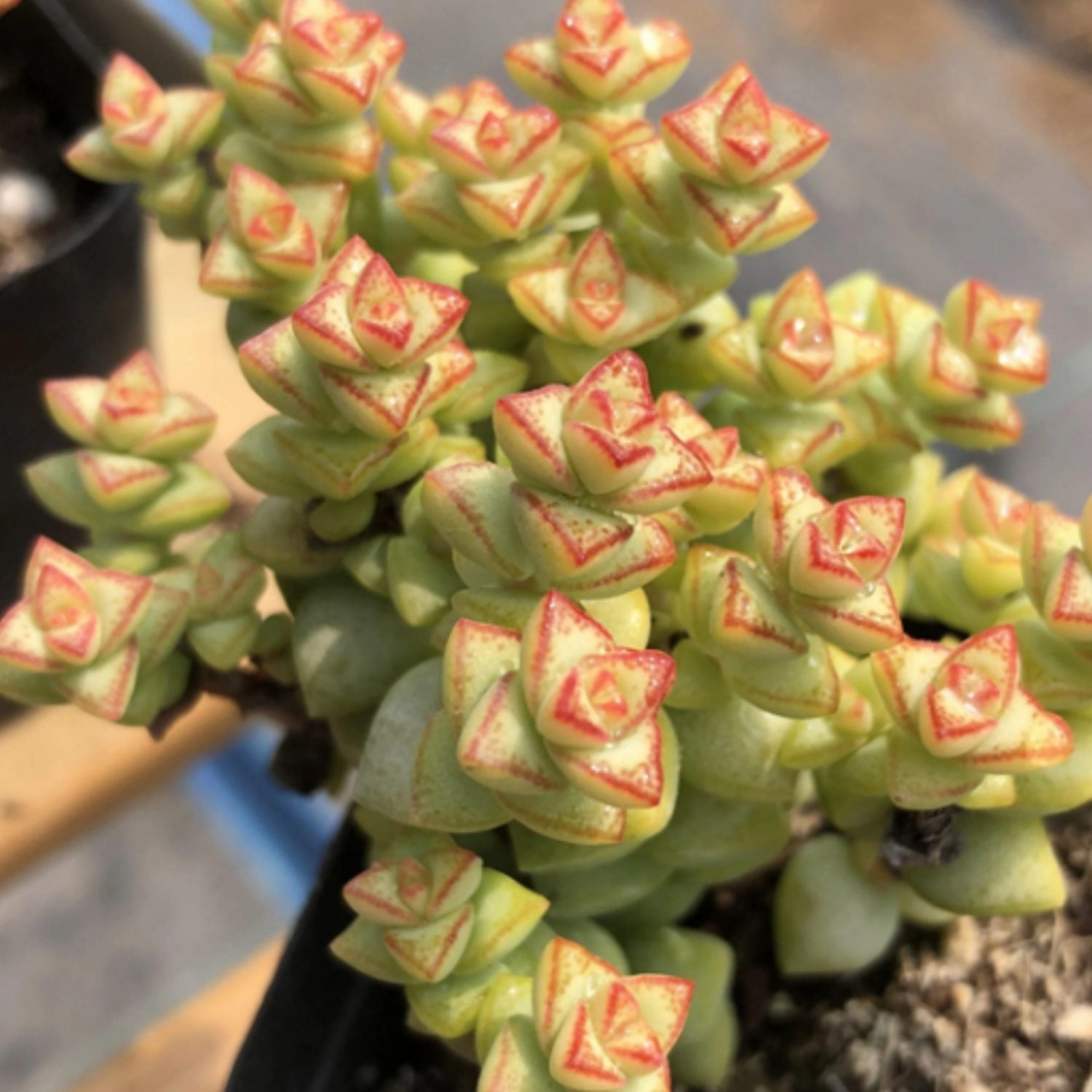 Crassula 'Tom Thumb'