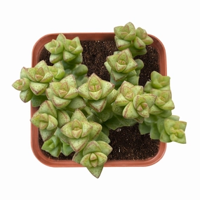 Crassula 'Tom Thumb' mini ornamental plant  