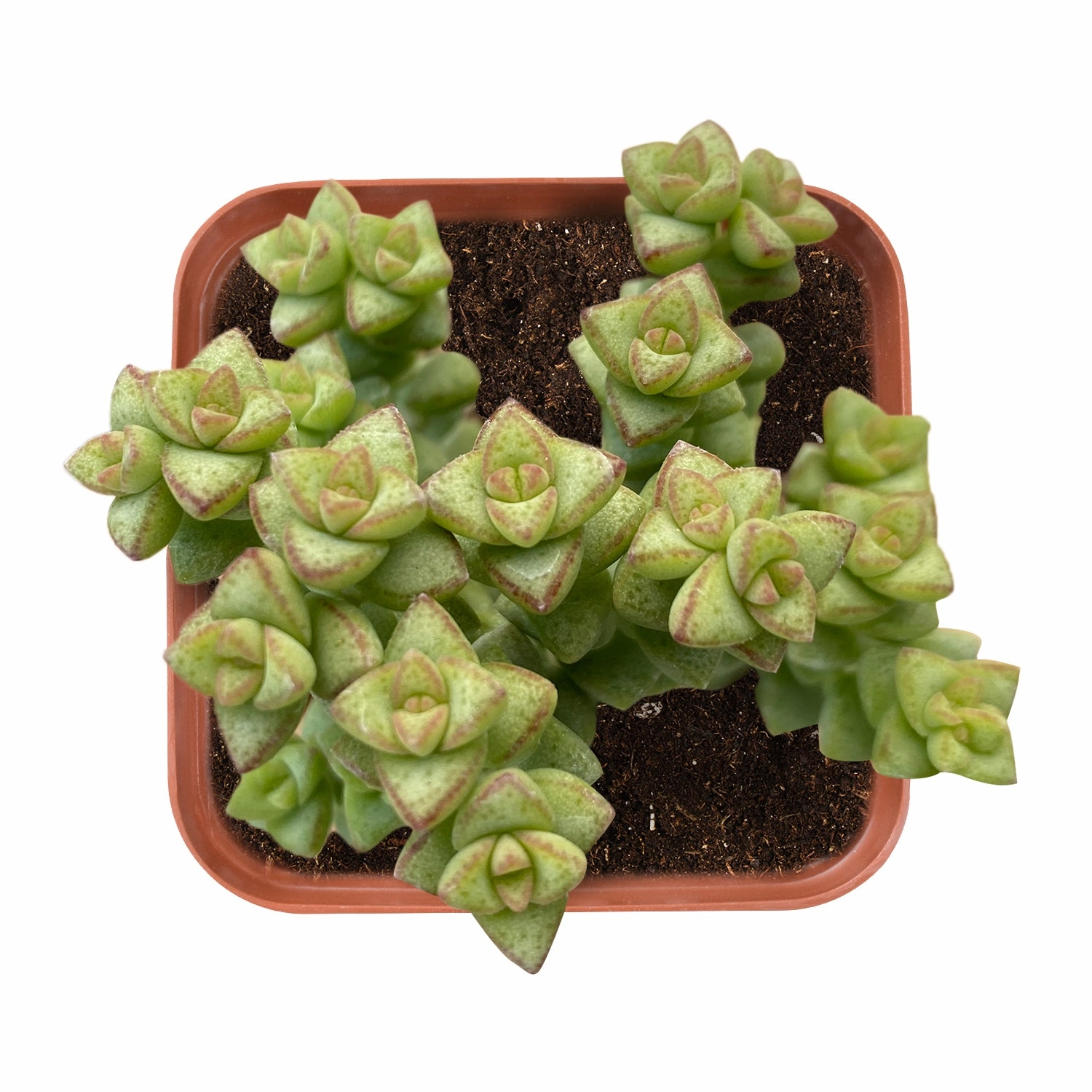 Crassula 'Tom Thumb' mini ornamental plant  