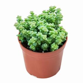 Crassula 'Tom Thumb' (4 inch) mini ornamental plant  