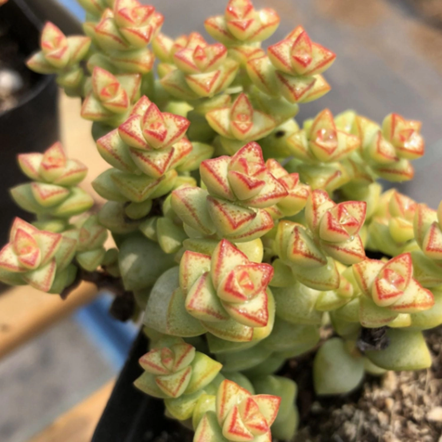 Crassula 'Tom Thumb' (4 inch)