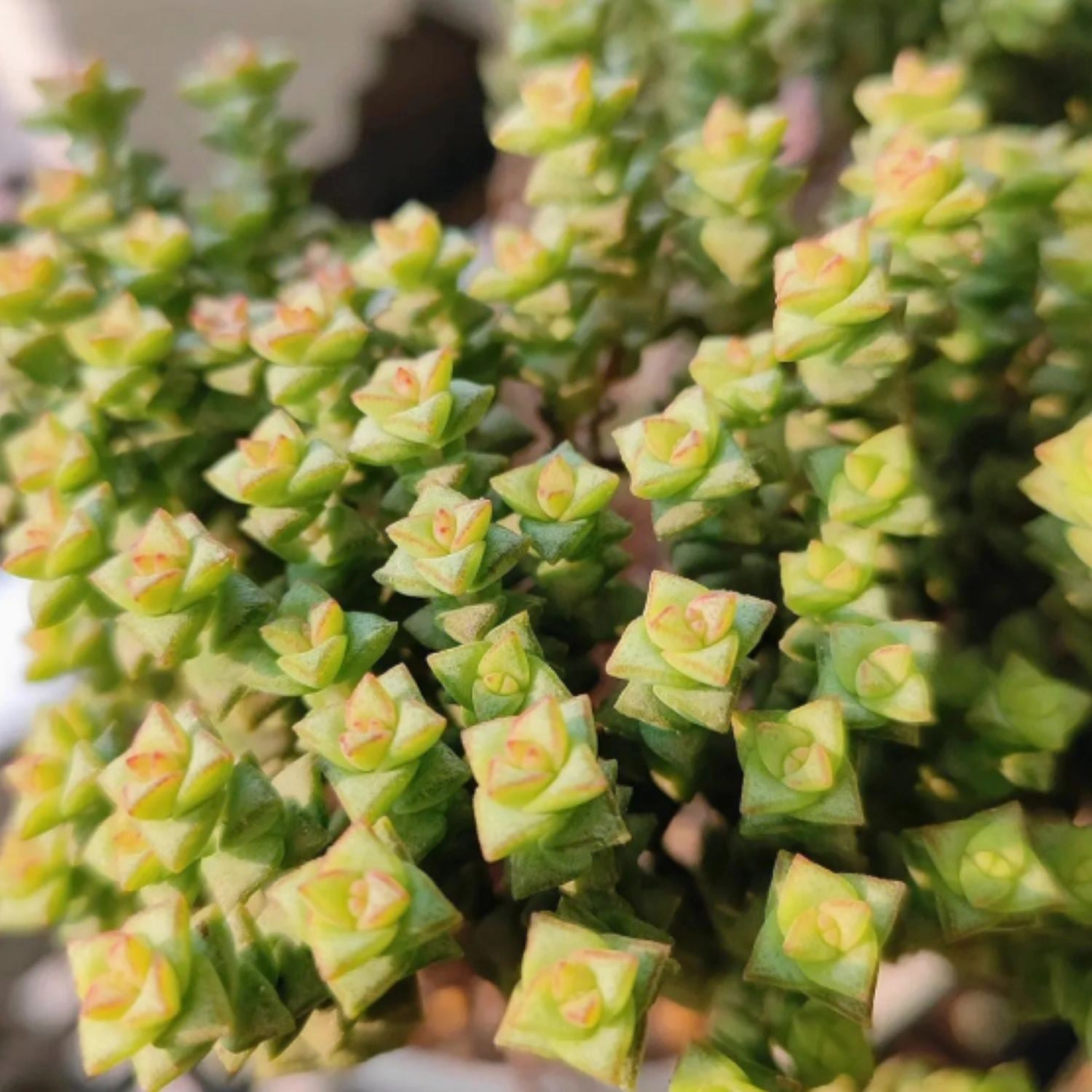 Crassula 'Tom Thumb'