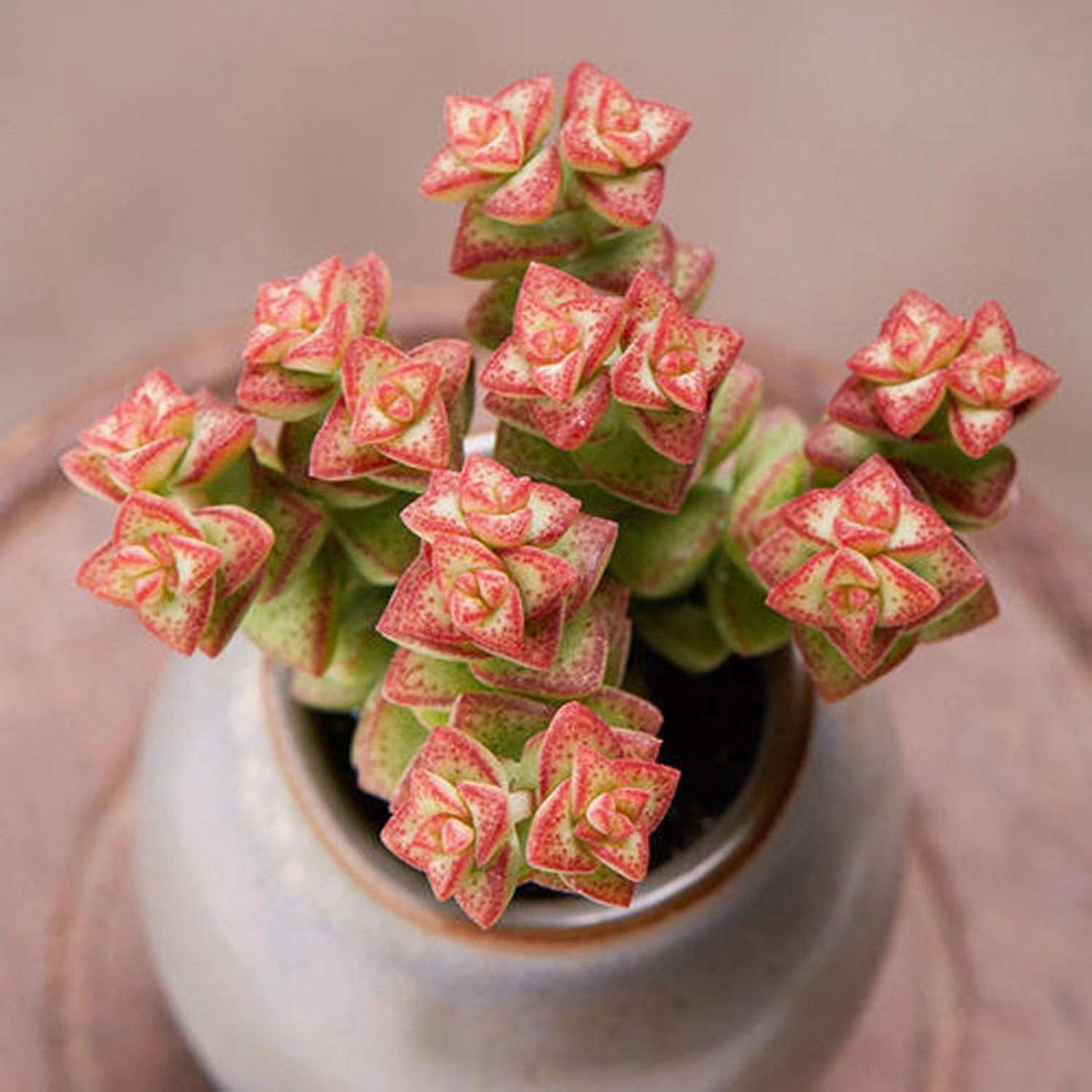 Crassula 'Tom Thumb'