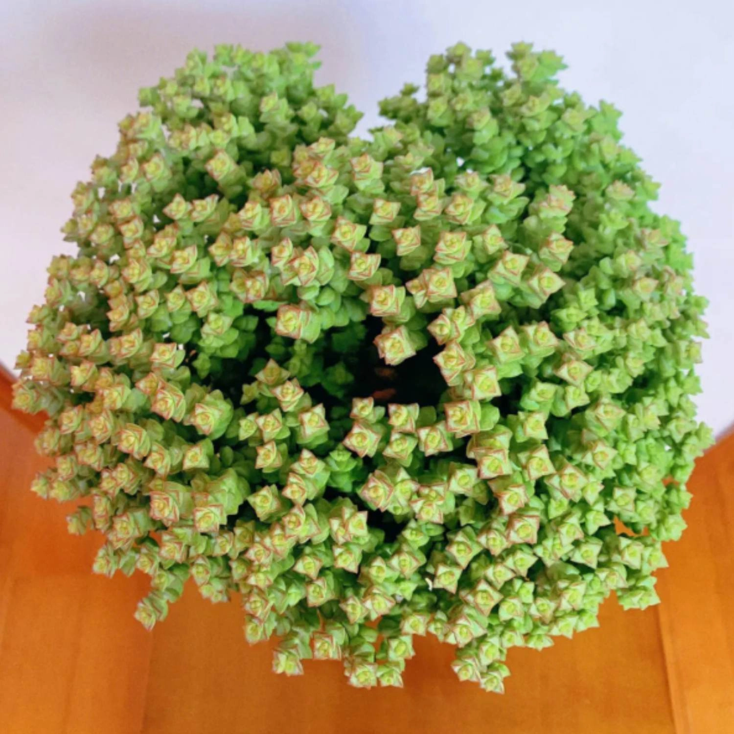 Crassula 'Tom Thumb'