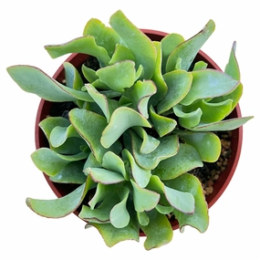 Crassula Arborescens Undulatifolia (4 inch) mini ornamental plant  