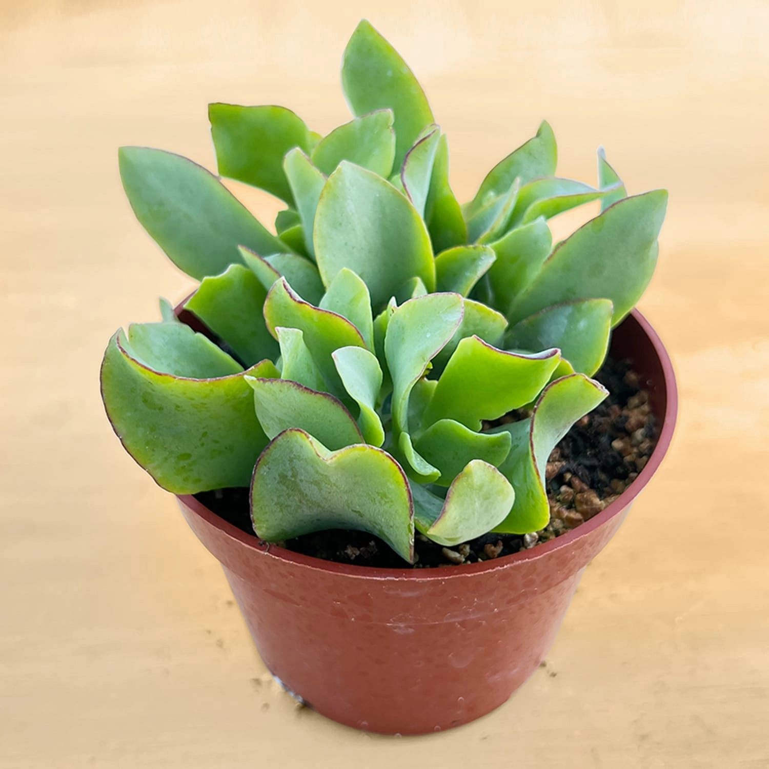Crassula Arborescens Undulatifolia (4 inch)
