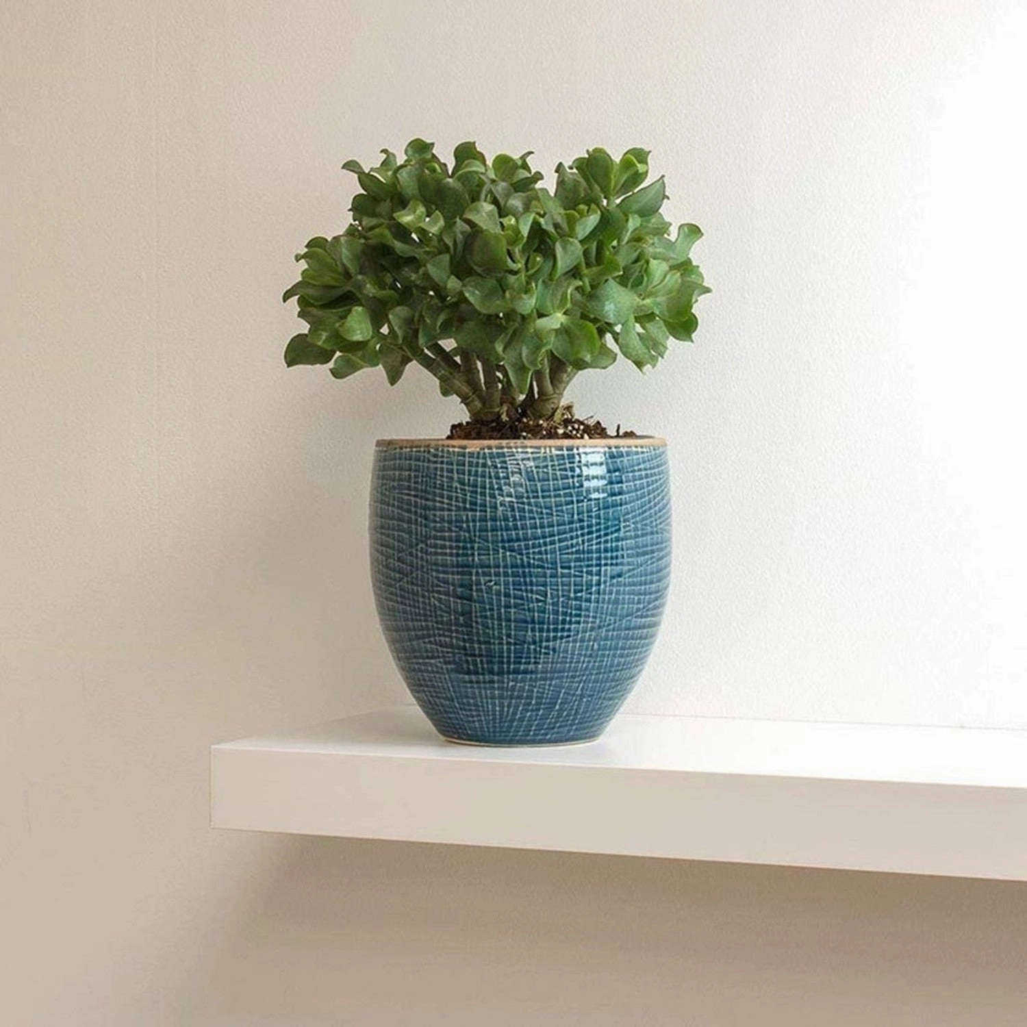 Crassula Arborescens Undulatifolia