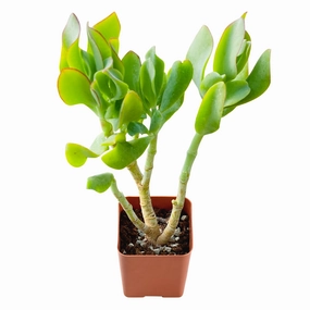 Crassula Arborescens Undulatifolia mini ornamental plant  