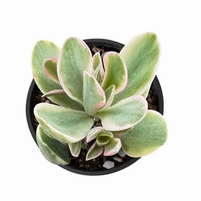 Crassula atropurpurea var. muiriivariegata /Money Maker Variegata mini ornamental plant  
