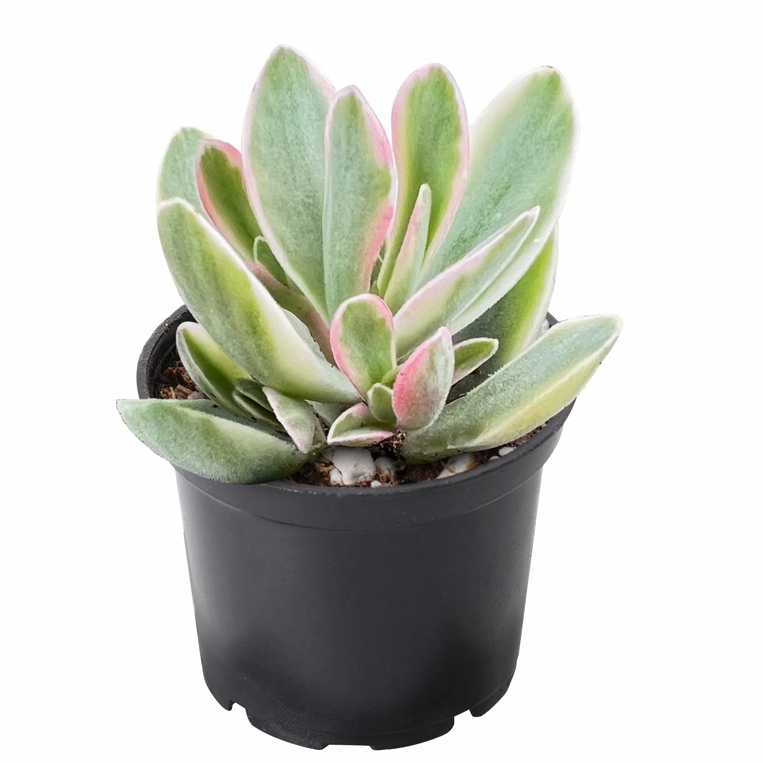 Crassula atropurpurea var. muiriivariegata /Money Maker Variegata