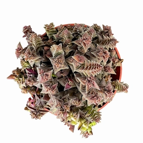 Crassula Corymbulosa/Shark's Tooth (4 inch) mini ornamental plant  