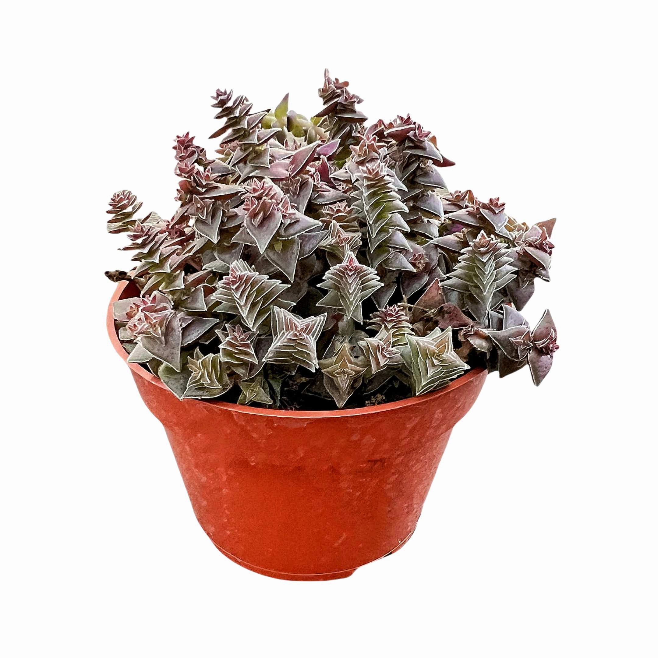 Crassula Corymbulosa/Shark's Tooth (4 inch)