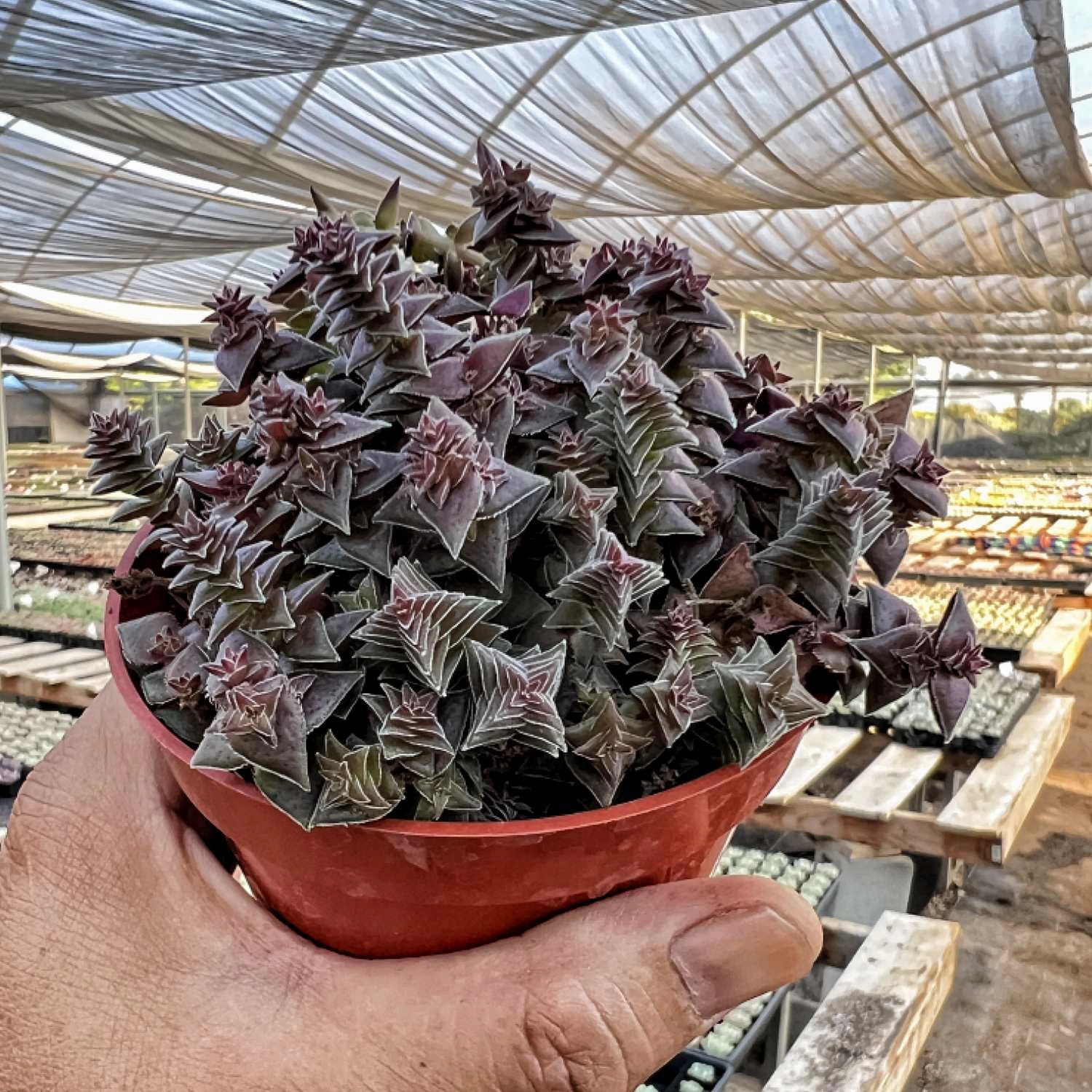 Crassula Corymbulosa/Shark's Tooth (4 inch)
