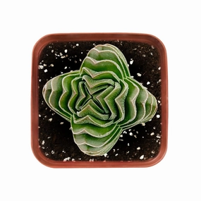 Crassula cv. Buddha's Temple mini ornamental plant  