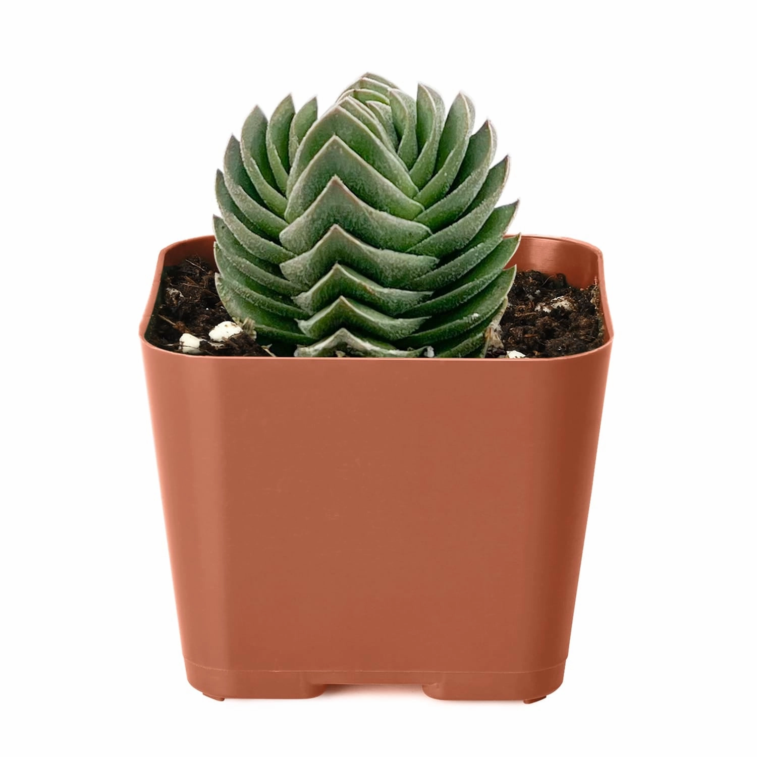Crassula cv. Buddha's Temple