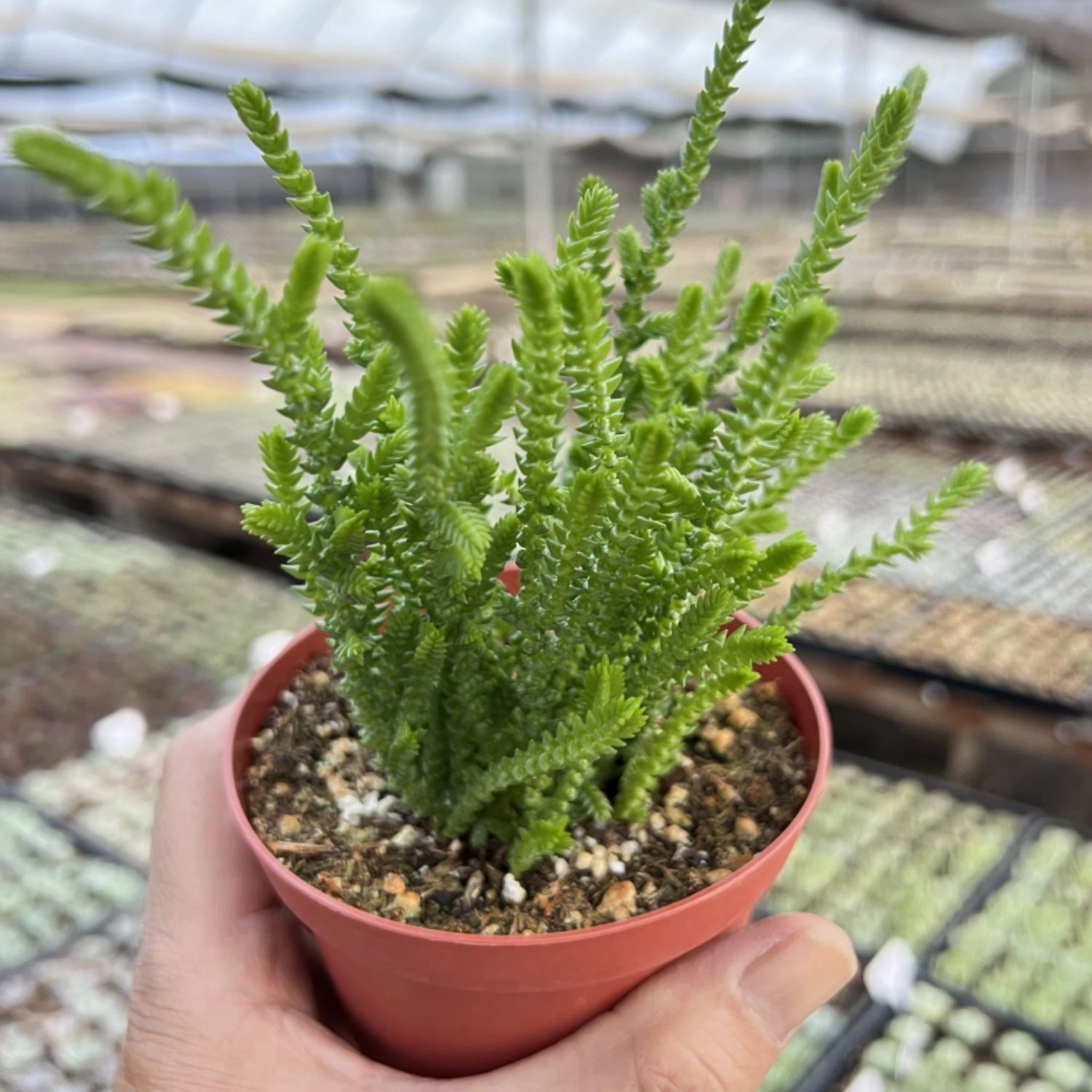 Crassula muscosa / Watch Chian (4 inch)
