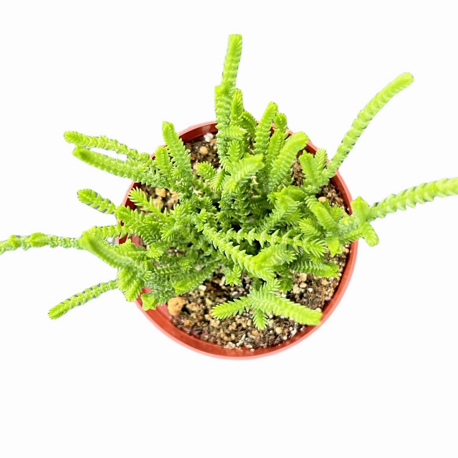 Crassula muscosa / Watch Chian (4 inch)