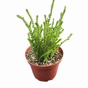 Crassula muscosa / Watch Chian (4 inch) mini ornamental plant  