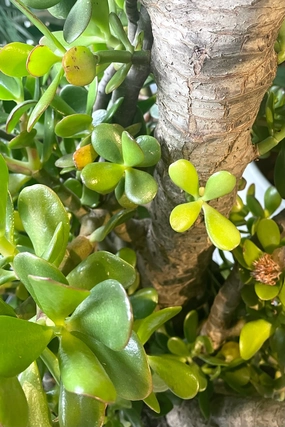 Crassula ovata #15 stump / tree form medium flower pot  