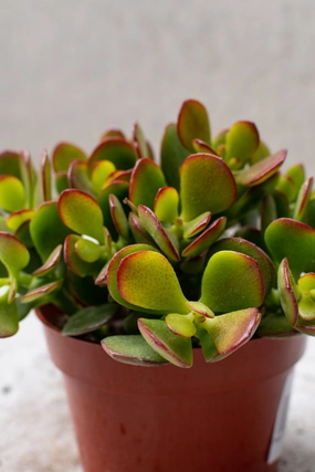 Crassula ovata 'Crosby' 4" medium flower pot  