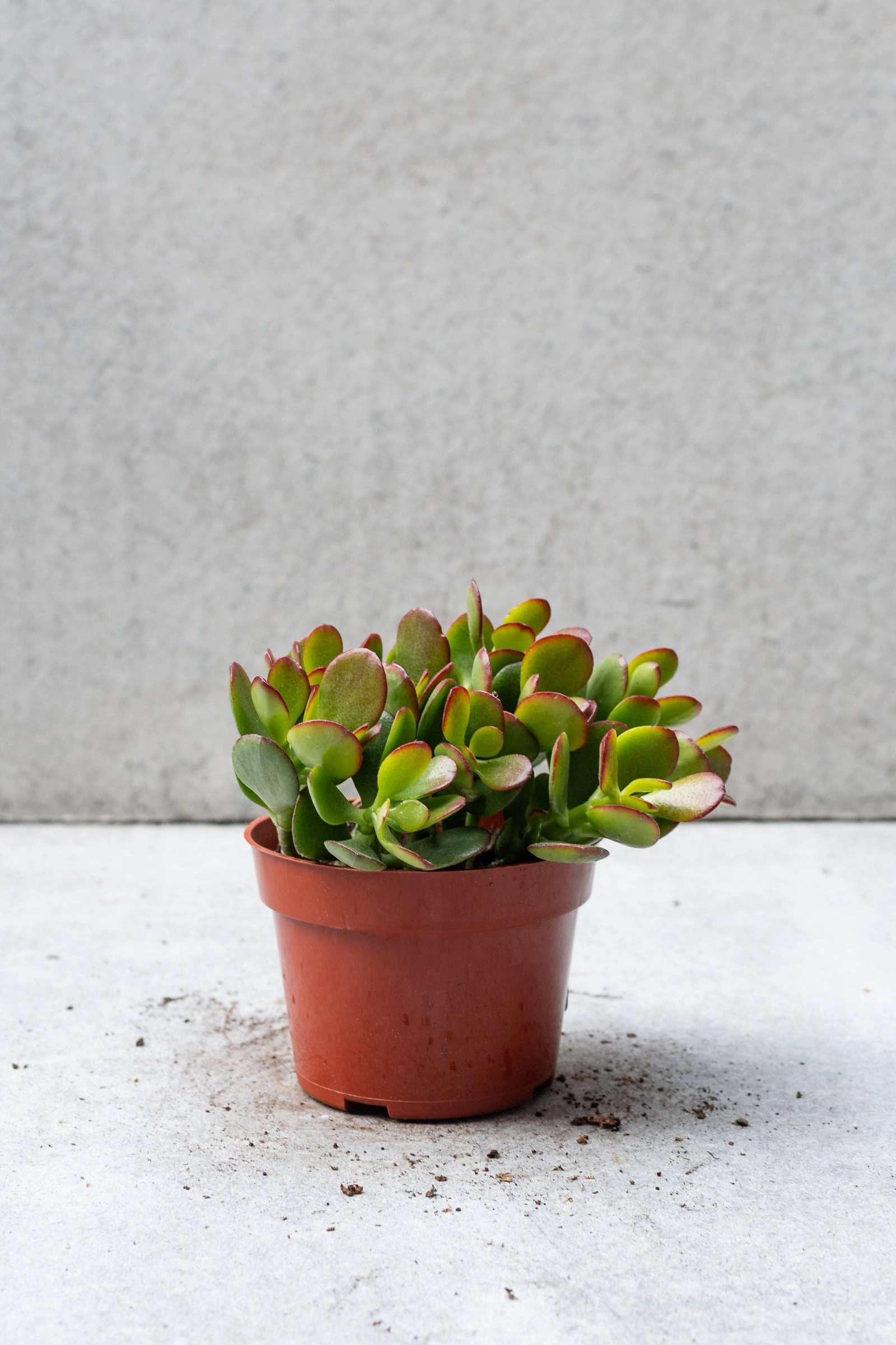 Crassula ovata 'Crosby' 4"
