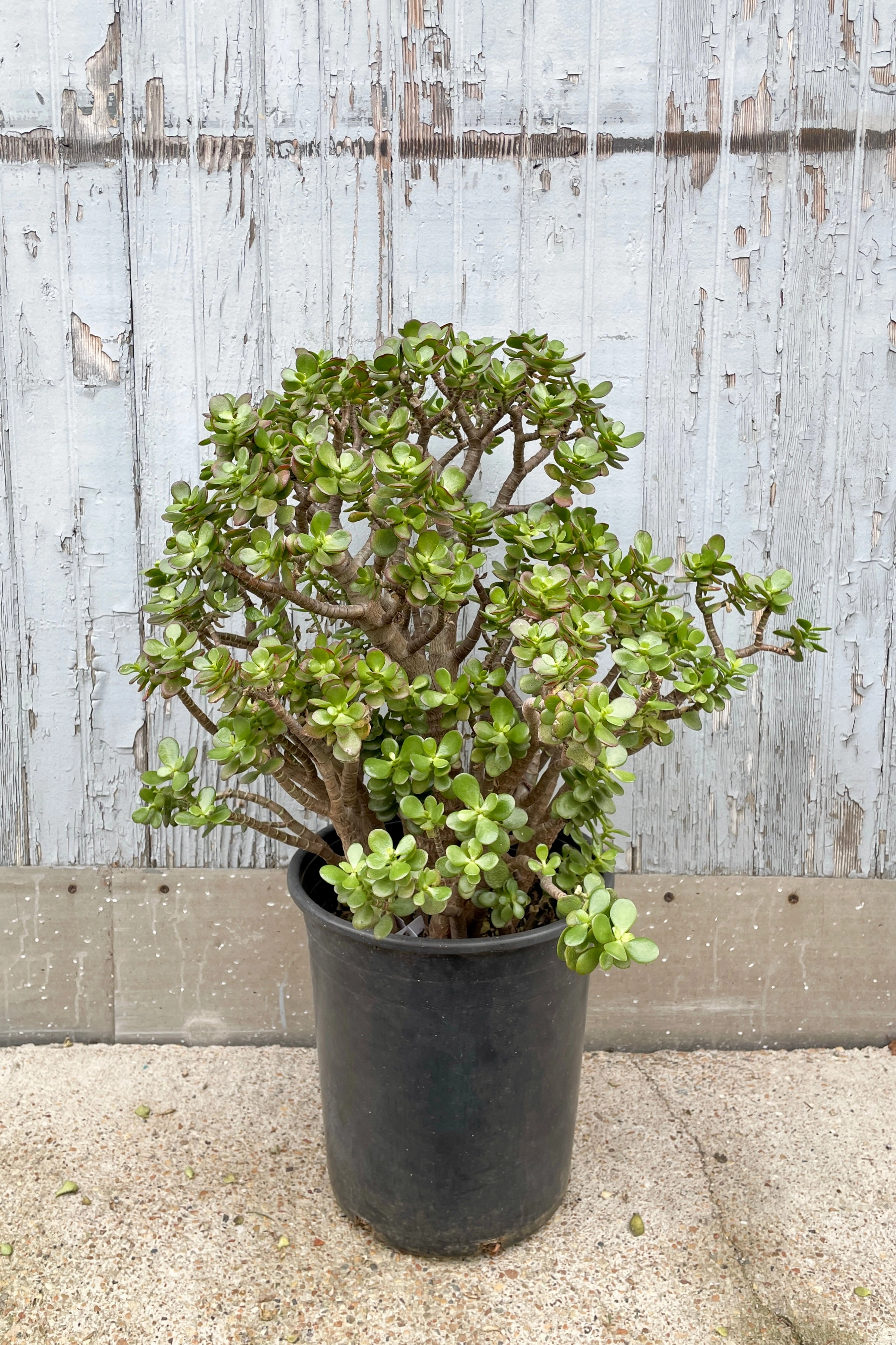 Crassula ovata 'Crosby' #5