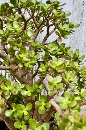 Crassula ovata 'Crosby' #5 medium flower pot  