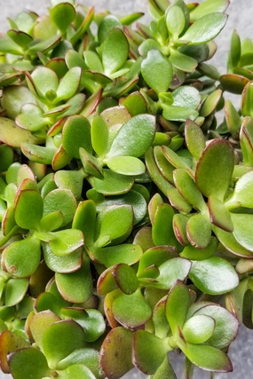 Crassula ovata 'Crosby' 6" medium flower pot  