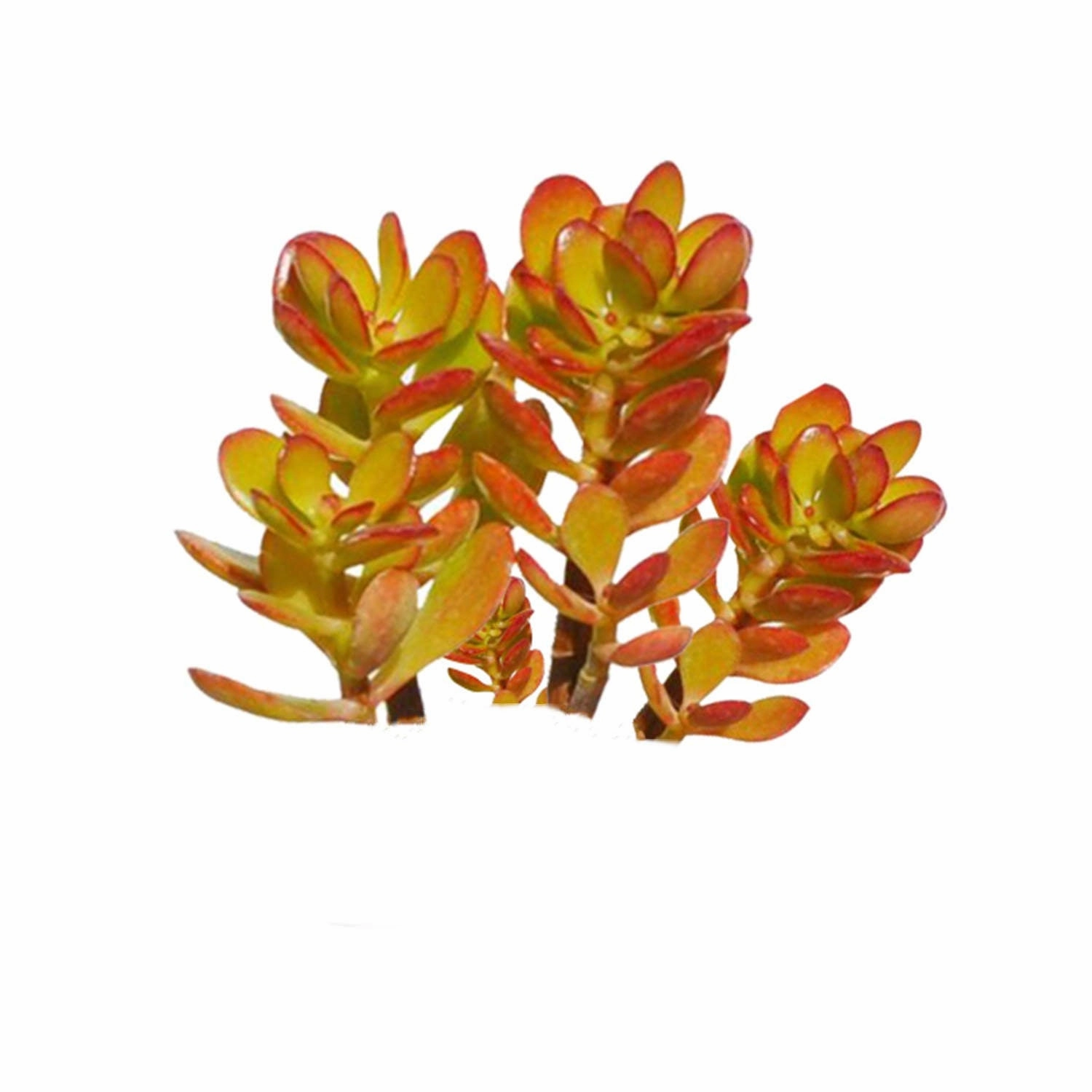 Crassula ovata 'Crosby's Compact' (Dwarf Jade Plant) Cuttings mini ornamental plant  