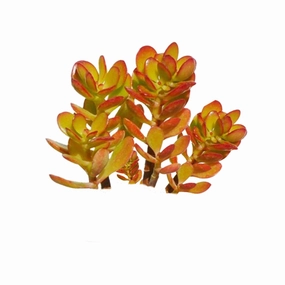 Crassula ovata 'Crosby's Compact' (Dwarf Jade Plant) Cuttings mini ornamental plant  