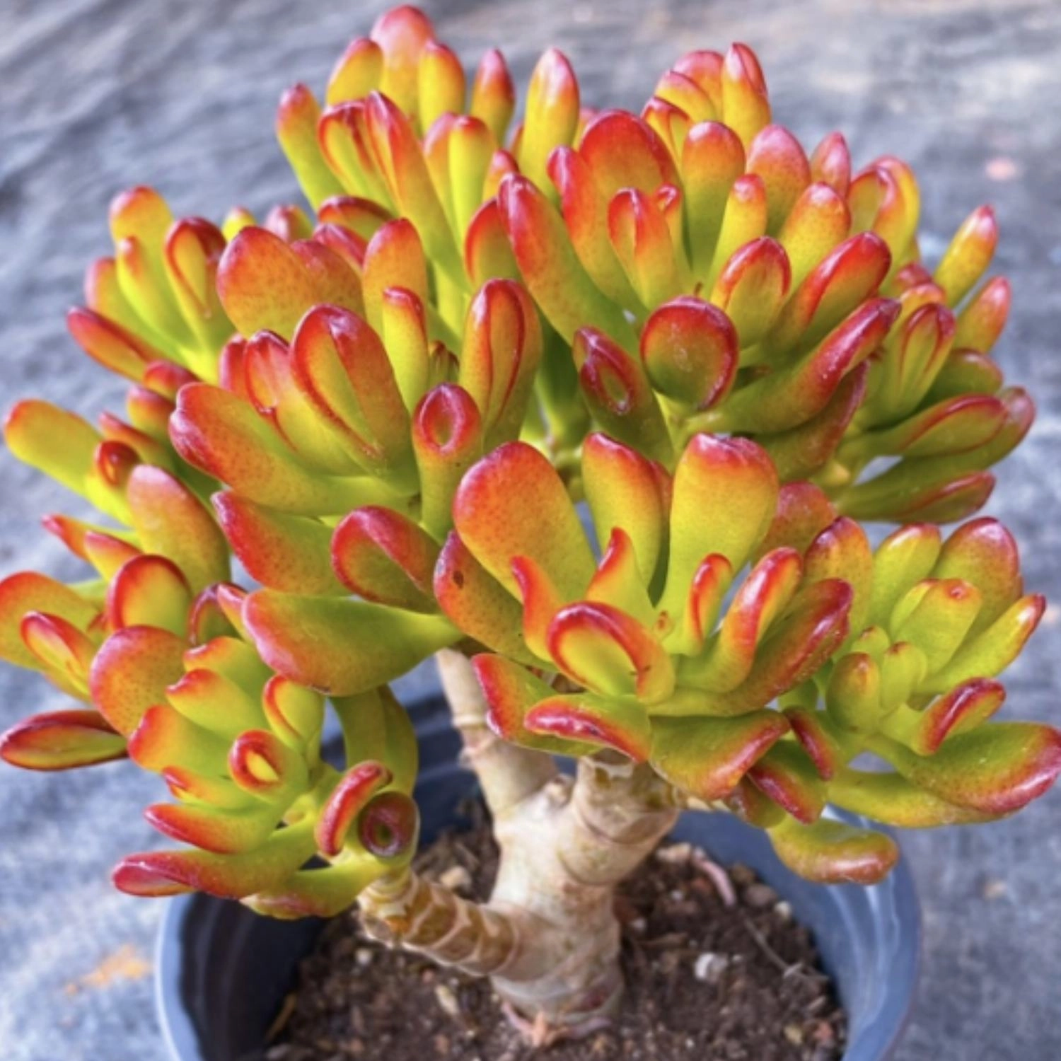 Crassula Ovata 'Gollum'