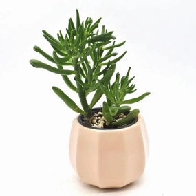 Crassula ovata 'gollum' large flower pot  