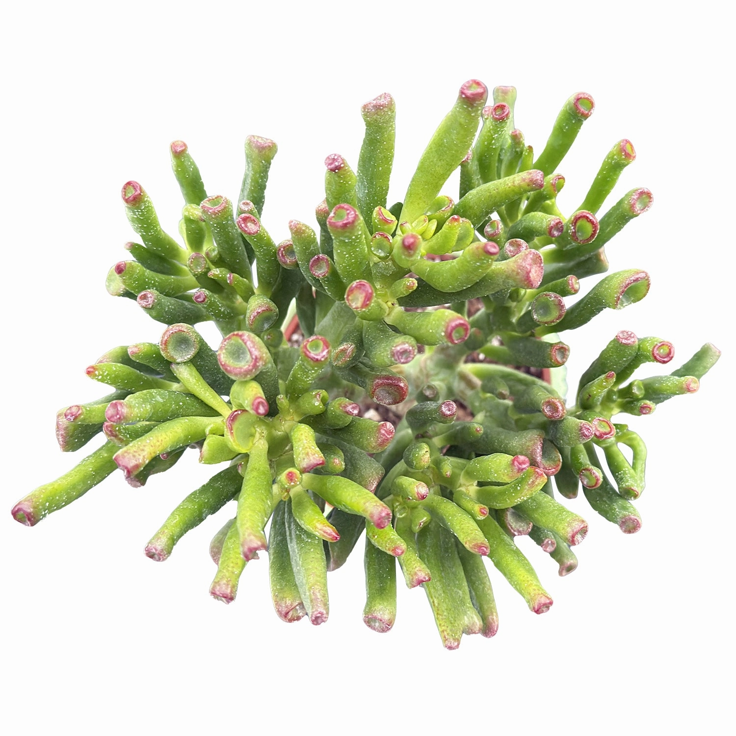 Crassula Ovata 'Gollum' (4 inch)(8-10" H)