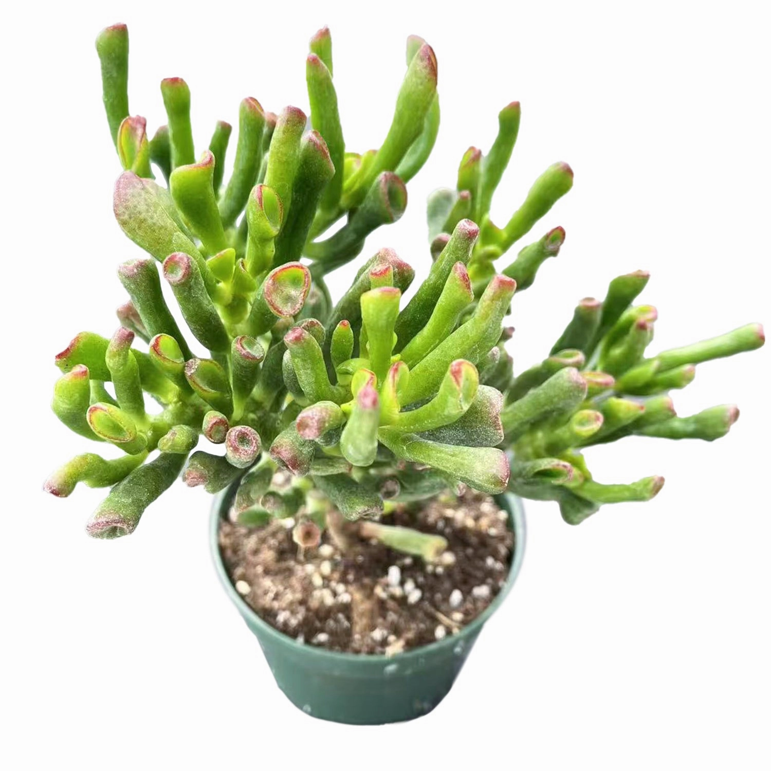 Crassula Ovata 'Gollum' (4 inch)(8-10" H)
