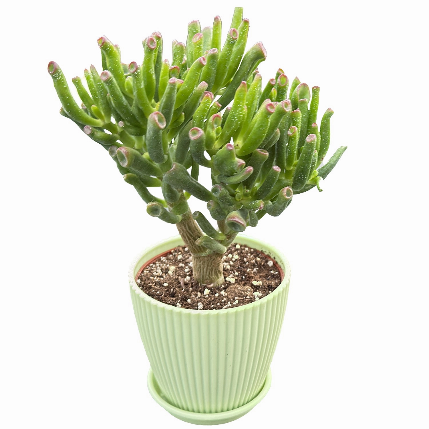 Crassula Ovata 'Gollum' (4 inch)(8-10" H)